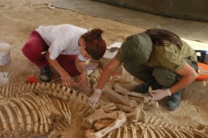 Cleaning the skeletons